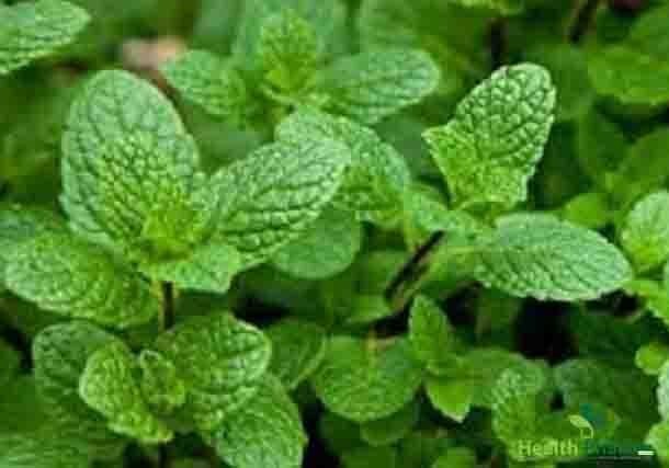 পুদিনা (Mentha)পাতার ঔষধি গুনাগুন